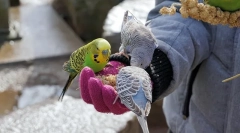 Nego hraniti valoviti papagaj koji jede papagaj
